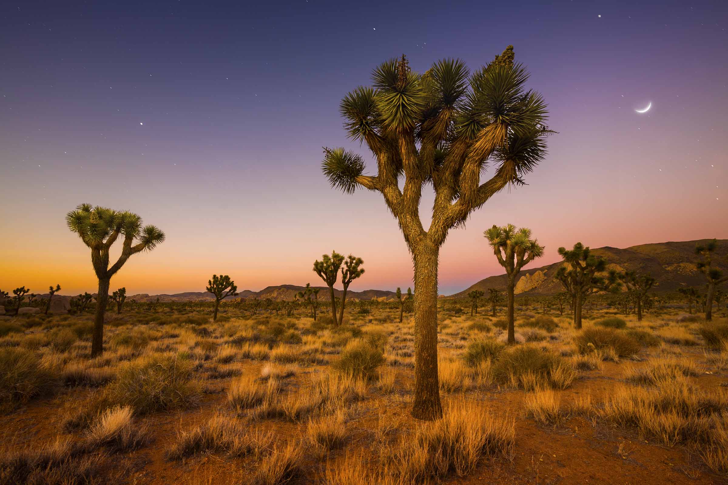 Valley of Joshua Trees at Sunset