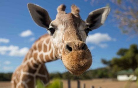 close up of giraffes face