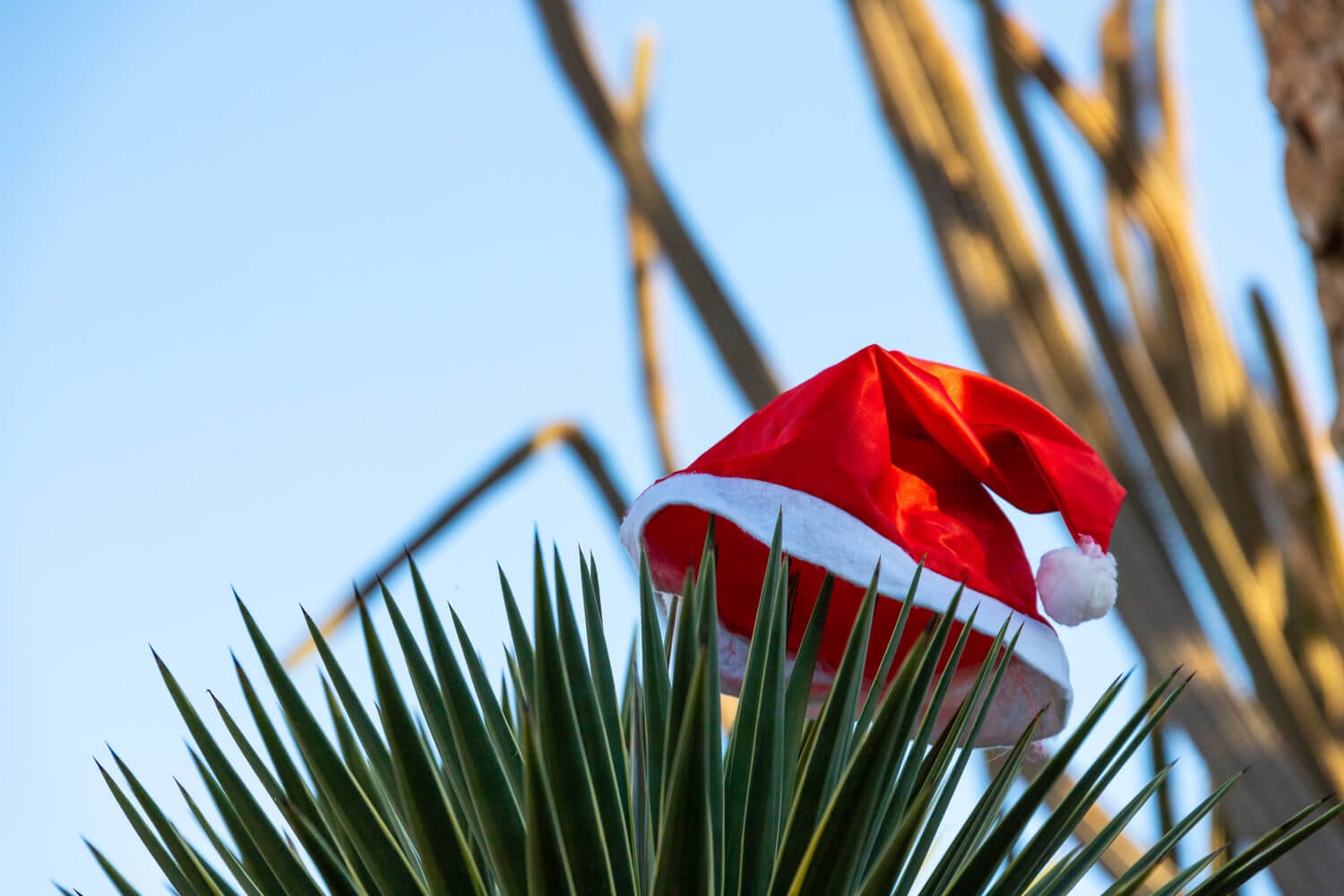 Picture of Santa Claus hat on tree in Palm Desert.